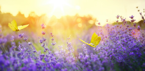 butterfly scenery